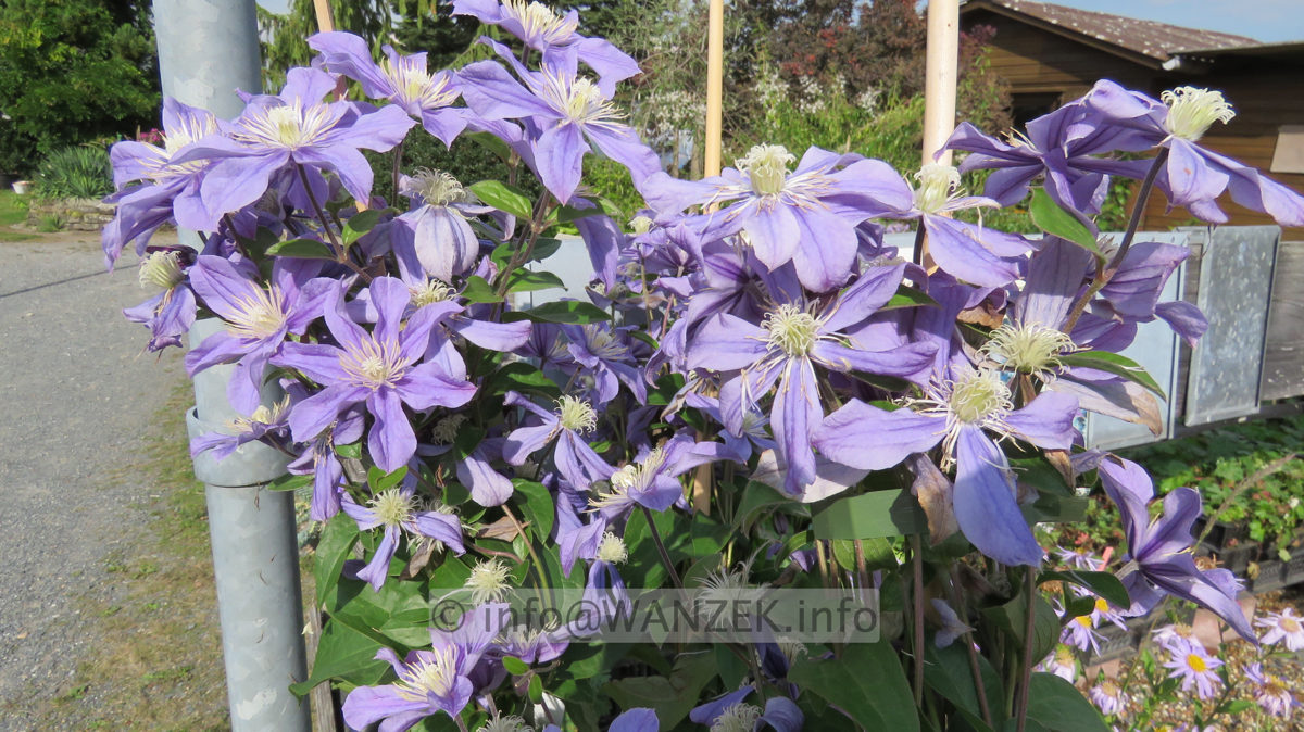 Clematis integrifolia Arabella - Blueten.JPG